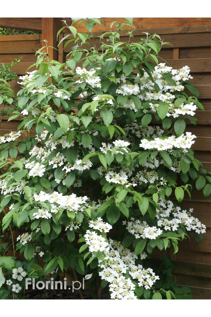 Kalina japońska 'Kilimanjaro' | Viburnum plicatum