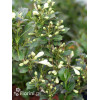 Krzewuszka cudowna 'Black and White' | Weigela florida