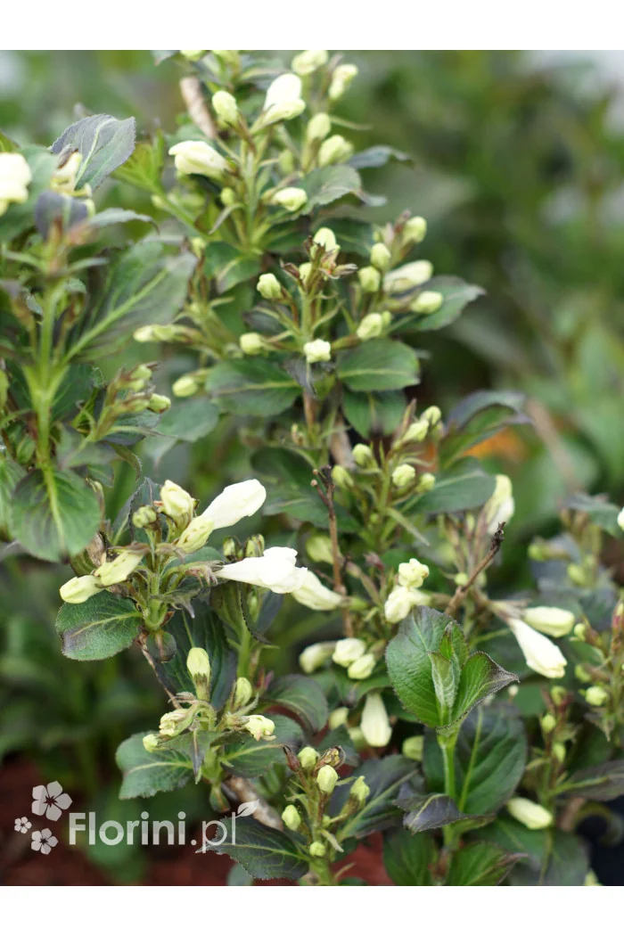 Krzewuszka cudowna 'Black and White' | Weigela florida