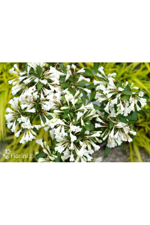 Krzewuszka cudowna 'Black and White' | Weigela florida