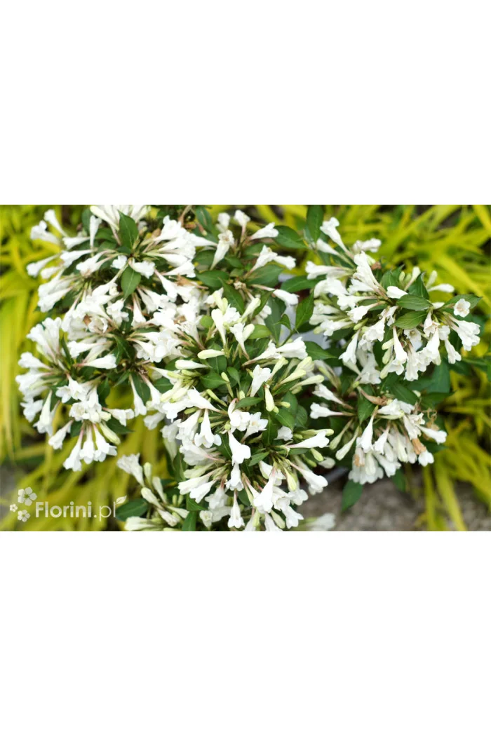 Krzewuszka cudowna 'Black and White' | Weigela florida