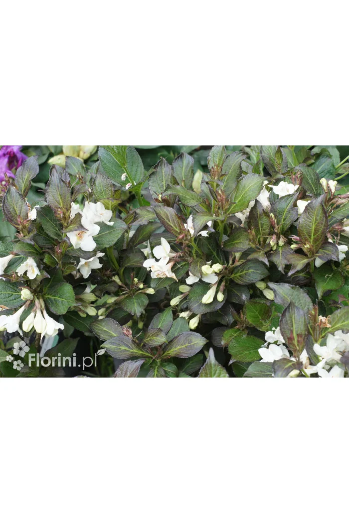 Krzewuszka cudowna 'Ebony & Ivory' | Weigela florida