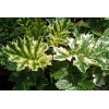 Akant 'Tasmanian Angel' | Acanthus mollis