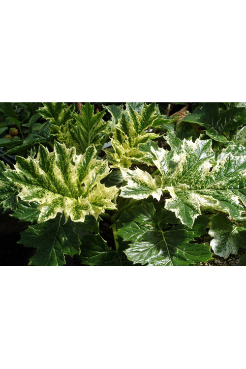 Akant 'Tasmanian Angel' | Acanthus mollis