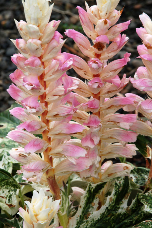 Akant 'Tasmanian Angel' | Acanthus mollis