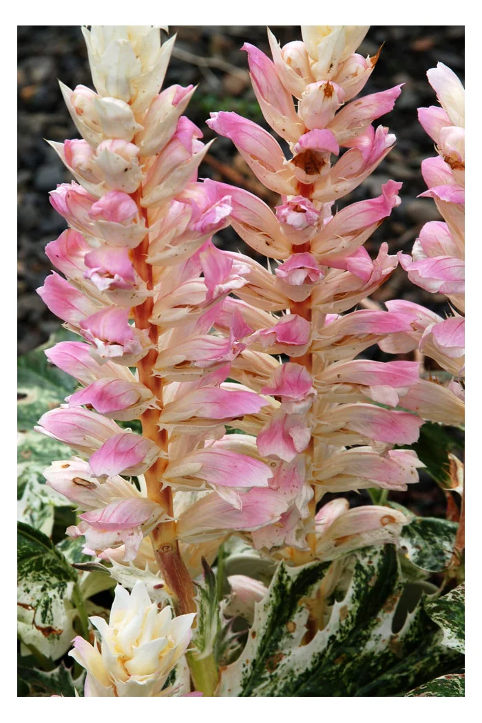 Akant 'Tasmanian Angel' | Acanthus mollis