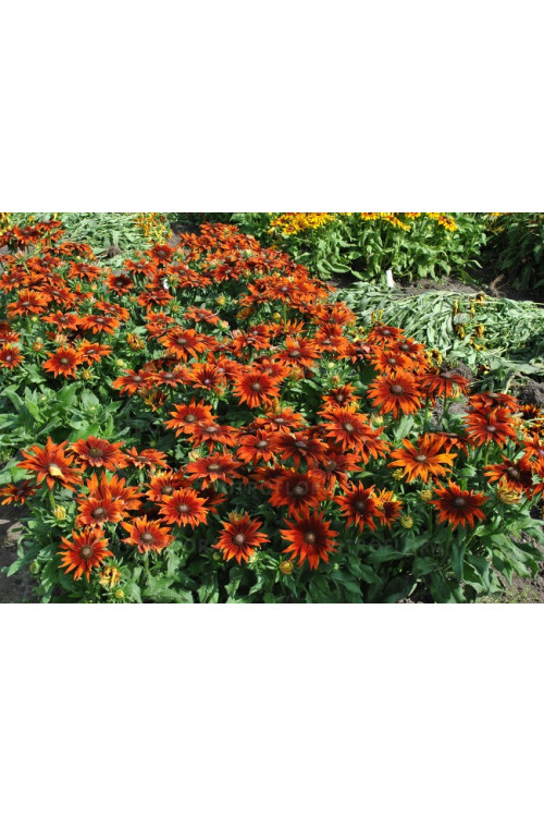Rudbekia 'SmileyZ Loving' | Rudbeckia