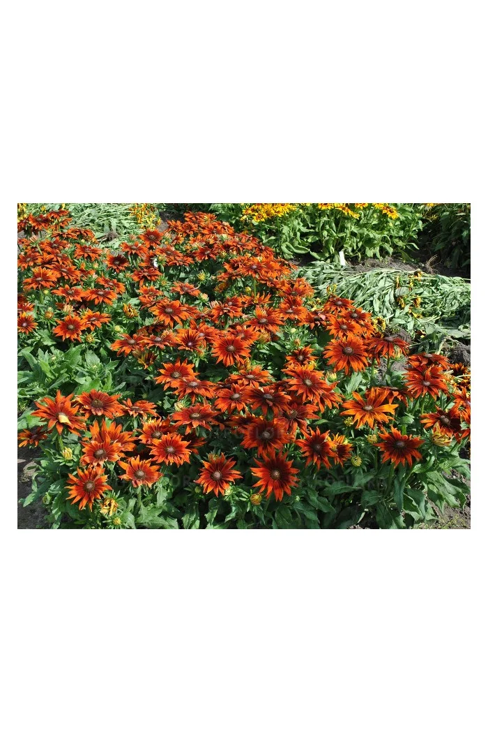 Rudbekia 'SmileyZ Loving' | Rudbeckia