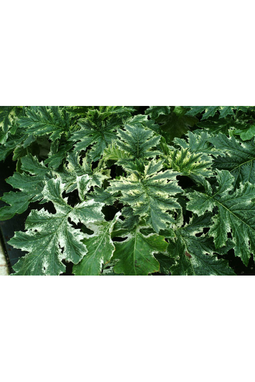 Akant 'Tasmanian Angel' | Acanthus mollis