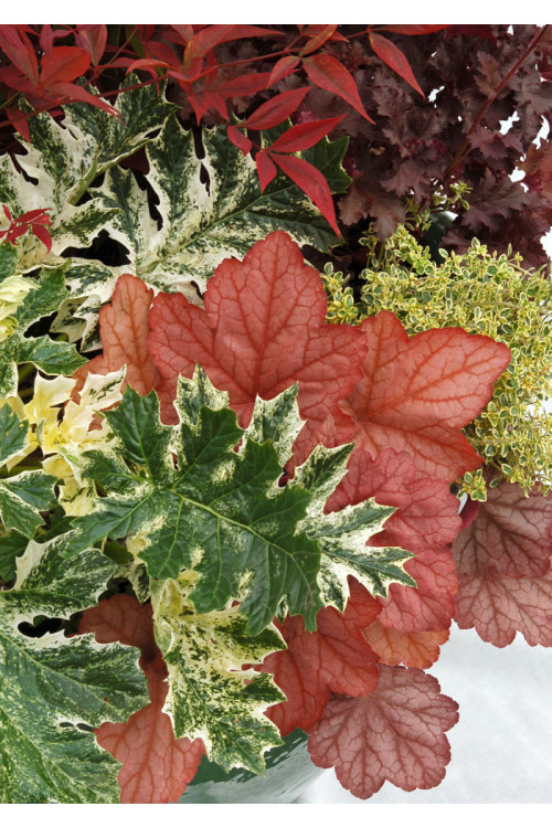 Akant 'Tasmanian Angel' | Acanthus mollis