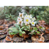 Ciemiernik biały 'Advent Star' | Helleborus niger