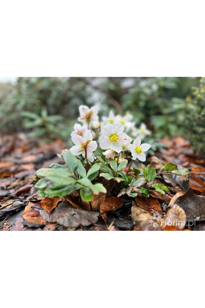 Ciemiernik biały 'Advent Star' | Helleborus niger