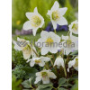 Ciemiernik biały 'Advent Star' | Helleborus niger