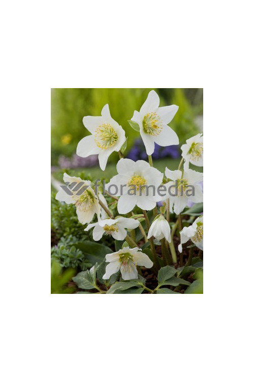 Ciemiernik biały 'Advent Star' | Helleborus niger
