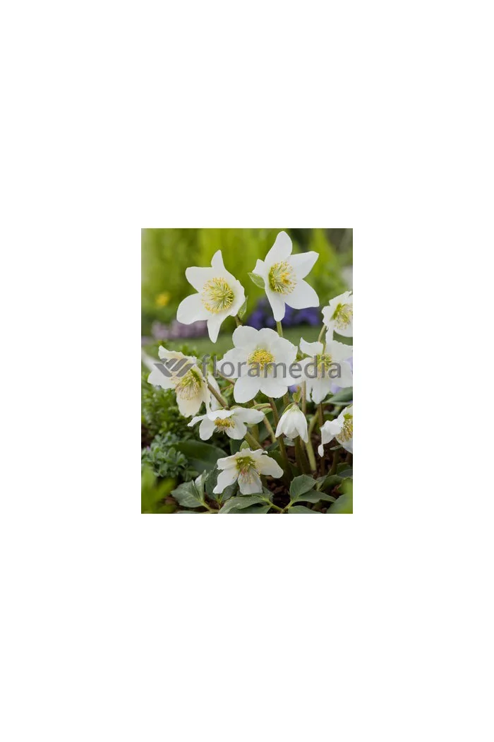 Ciemiernik biały 'Advent Star' | Helleborus niger