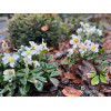 Ciemiernik biały 'Advent Star' | Helleborus niger