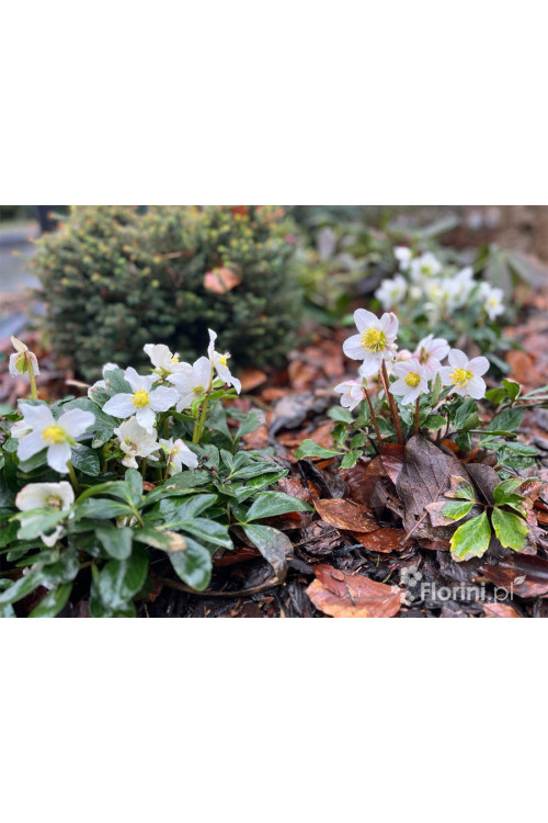 Ciemiernik biały 'Advent Star' | Helleborus niger