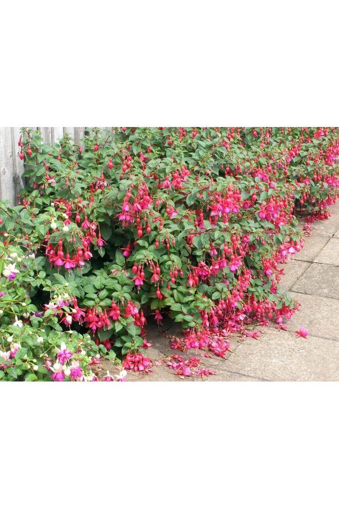 Fuksja magellańska 'Mrs. Popple' | Fuchsia magellanica