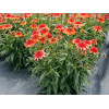 Jeżówka 'Cara Mia Coral' | Echinacea 