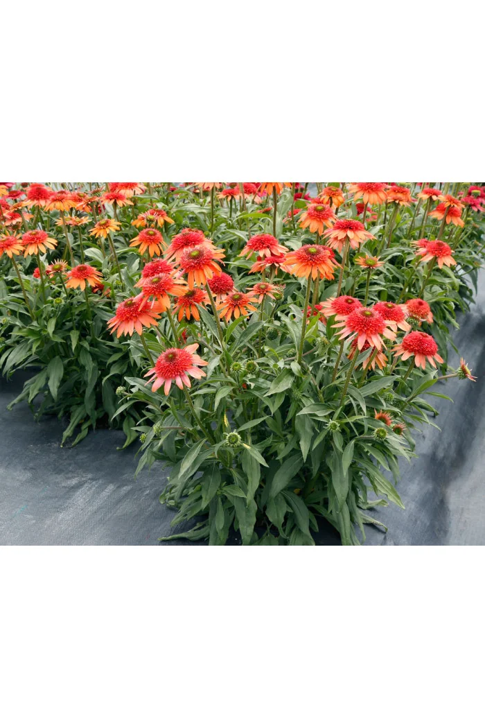 Jeżówka 'Cara Mia Coral' | Echinacea 