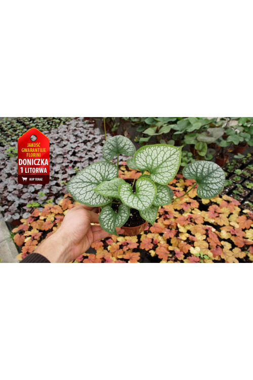 Brunnera 'Little Heart' | Brunnera 