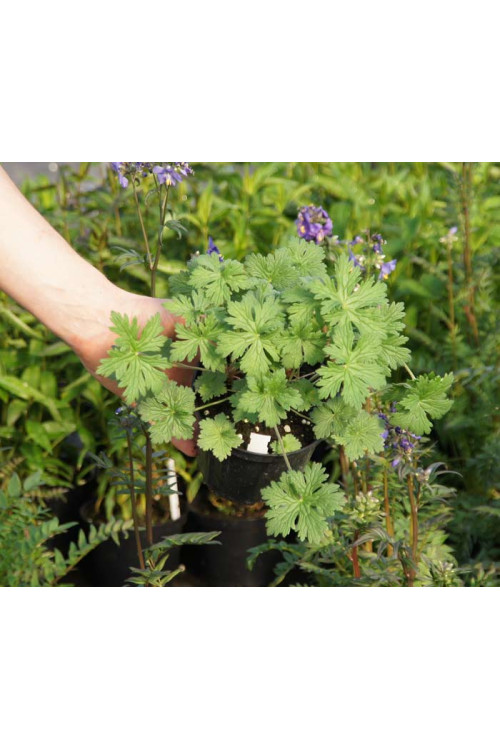 Bodziszek czerwony 'Frivolius Purple' | Geranium sanguineum