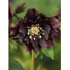 Ciemiernik orientalny 'Double Ellen Purple' | Helleborus orientalis
