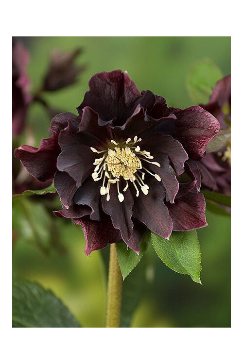 Ciemiernik orientalny 'Double Ellen Purple' | Helleborus orientalis