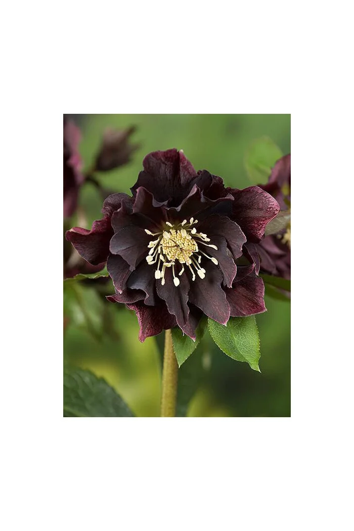 Ciemiernik orientalny 'Double Ellen Purple' | Helleborus orientalis