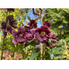 Ciemiernik orientalny 'Double Ellen Purple' | Helleborus orientalis