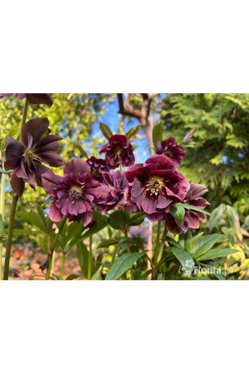 Ciemiernik orientalny 'Double Ellen Purple' | Helleborus orientalis