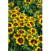 Rudbekia 'SmileyZ Tiger' | Rudbeckia