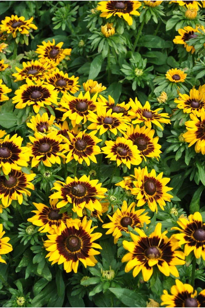 Rudbekia 'SmileyZ Tiger' | Rudbeckia