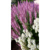 Szałwia Sensation 'Medium Deep Rose' | Salvia