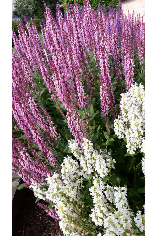 Szałwia Sensation 'Medium Deep Rose' | Salvia