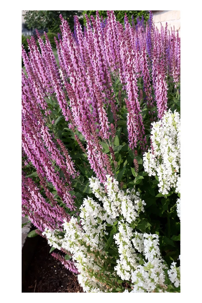 Szałwia Sensation 'Medium Deep Rose' | Salvia