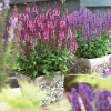 Szałwia Sensation 'Medium Deep Rose' | Salvia