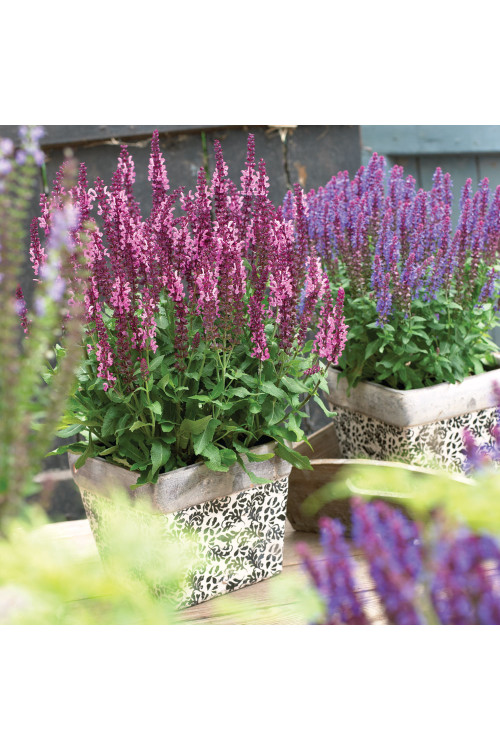 Szałwia Sensation 'Medium Deep Rose' | Salvia