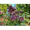 Ciemiernik orientalny 'Double Ellen Purple' | Helleborus orientalis