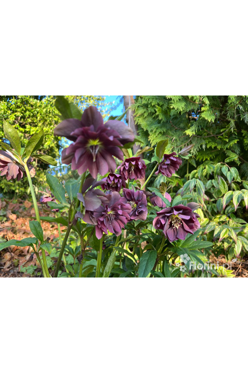 Ciemiernik orientalny 'Double Ellen Purple' | Helleborus orientalis