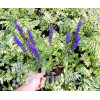 Szałwia Sensation 'Medium Violet' | Salvia