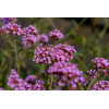 Werbena patagońska 'Lollipop' | Verbena bonariensis