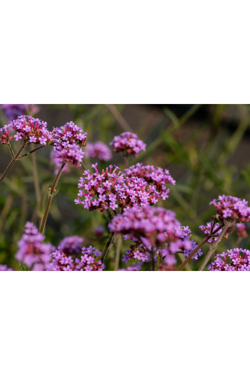 Werbena patagońska 'Lollipop' | Verbena bonariensis