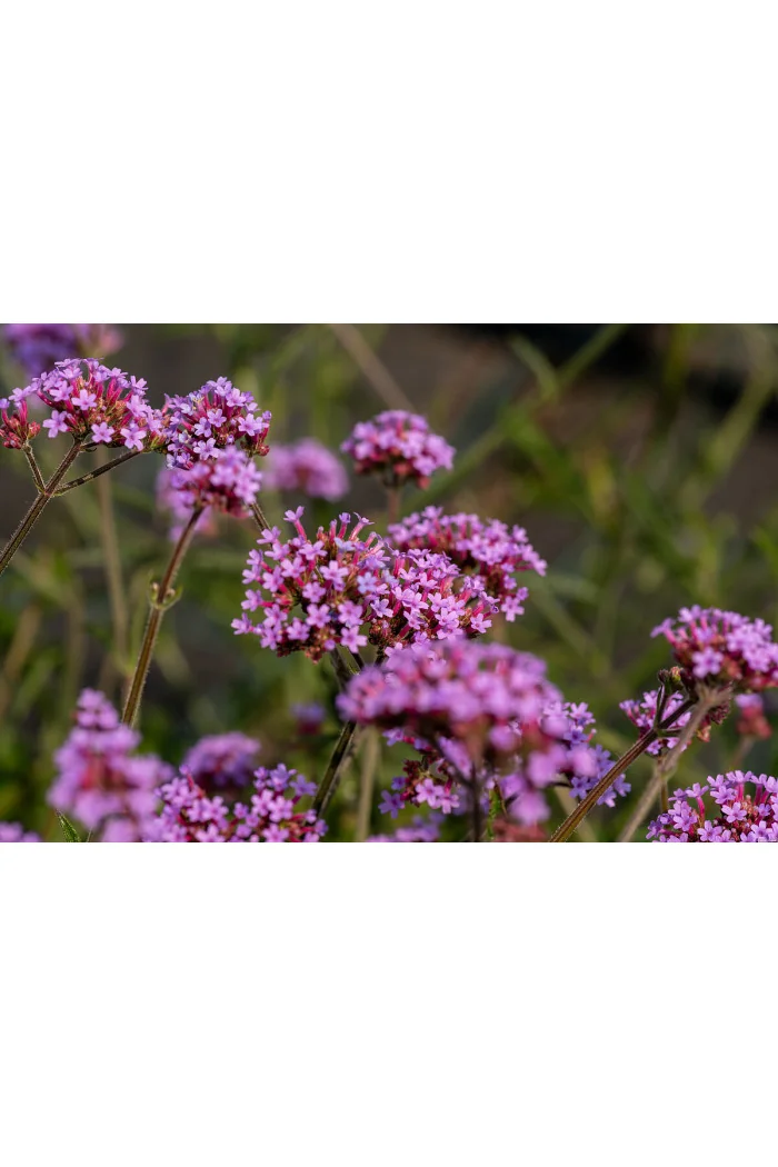 Werbena patagońska 'Lollipop' | Verbena bonariensis