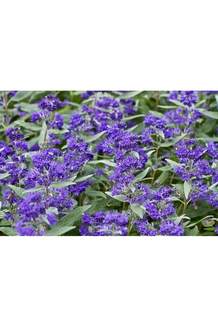 Barbula klandońska 'Dark Knight' | Caryopteris x clandonensis