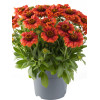Gailardia 'Guapa Flamenco Red' | Gaillardia