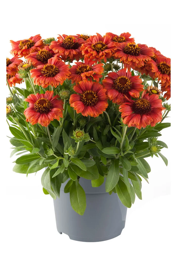 Gailardia 'Guapa Flamenco Red' | Gaillardia