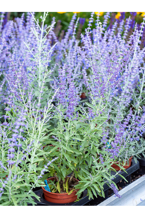 Perowskia 'Zasha' | Perovskia