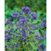 Barbula klandońska 'Dark Knight' | Caryopteris x clandonensis