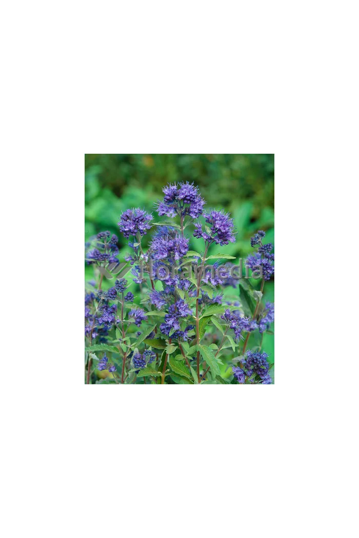 Barbula klandońska 'Dark Knight' | Caryopteris x clandonensis